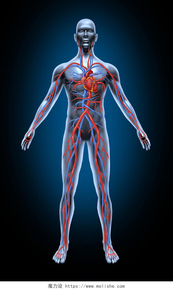 心脏解剖从一个健康的身体作为医疗健康护理象征的隔离在黑色背景上的心血管系统中的人类血液循环
